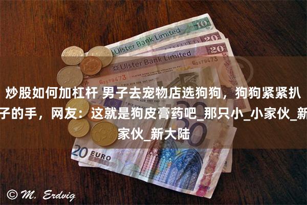 炒股如何加杠杆 男子去宠物店选狗狗,狗狗紧紧扒住男子的手,网友:这就是狗皮膏药吧_那只小_小家伙_新大陆